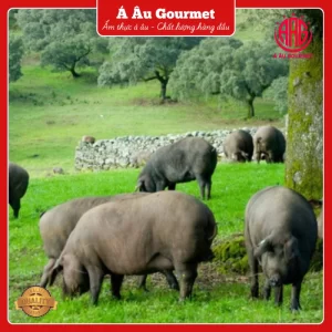 Đùi heo muối Iberico Bellota Montesano có xương thuần chủng 100% 48 tháng KG đùi sau